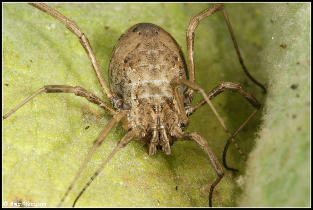 Opiliones d''Israele - No 7: Phalangium savigni